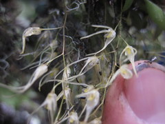 Trichosalpinx multicuspidata