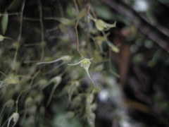 Trichosalpinx multicuspidata