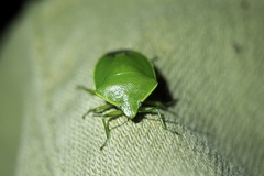 Glaucias subpunctatus