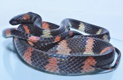 Siphlophis ayauma