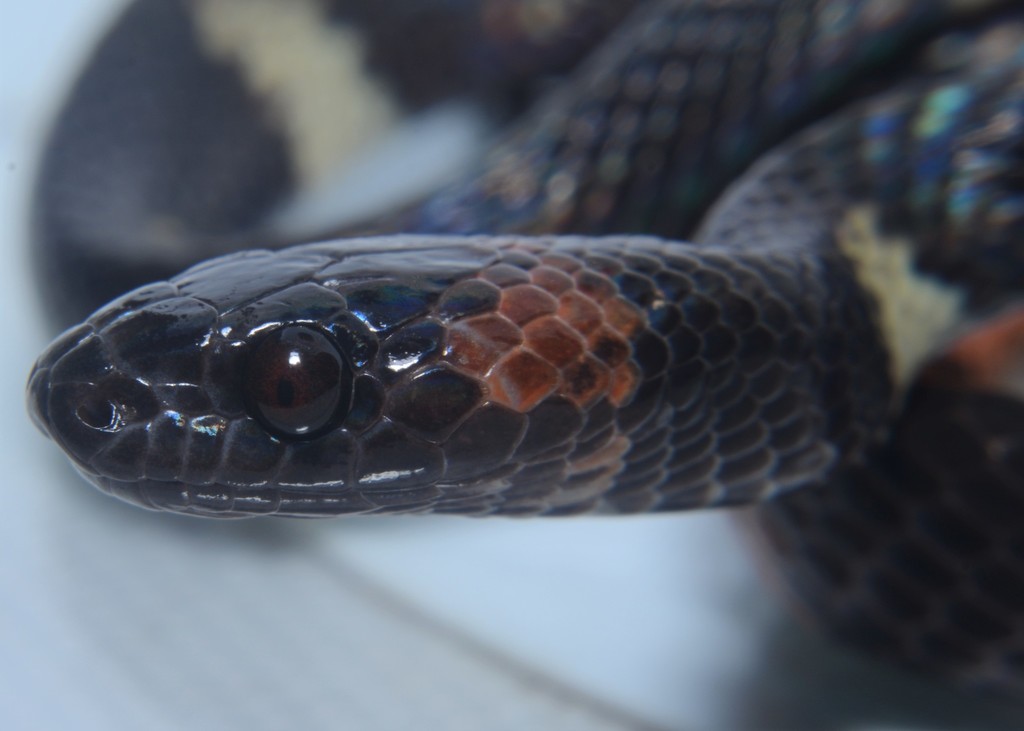 Devil's Head Spotted Night Snake