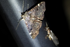 Diomea cremata