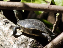 Trachemys venusta