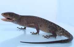 Gelanesaurus flavogularis