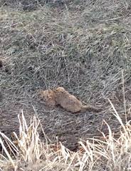 Prionailurus bengalensis