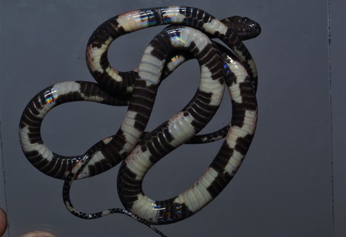 Photo of a Devil's Head Spotted Night Snake (Siphlophis ayauma)