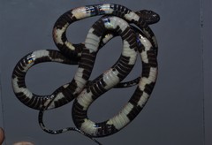 Siphlophis ayauma
