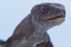 Gelanesaurus flavogularis