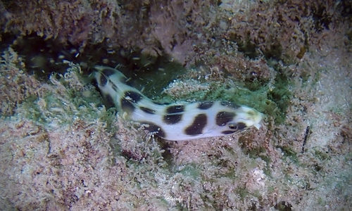 Magnifieke slangaal (Myrichthys magnificus) — Ophichthidae — 3