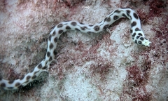 Hawaiian Spotted Snake Eel photo 2