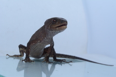 Gelanesaurus flavogularis