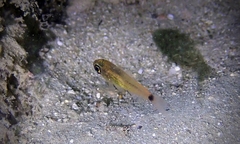 Ostorhinchus maculiferus