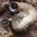 Worm Snails - Photo (c) Wesley, some rights reserved (CC BY-NC), uploaded by Wesley