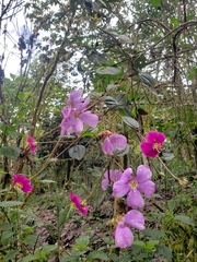 Andesanthus lepidotus