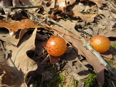 Atrusca quercuscentricola