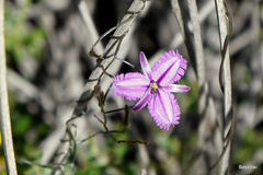 Thysanotus manglesianus