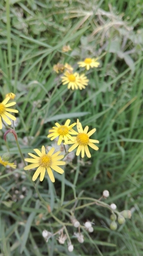 Senecio madagascariensis