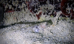 Fusigobius duospilus