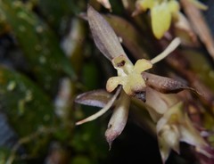 Epidendrum madsenii