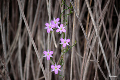 Thysanotus manglesianus