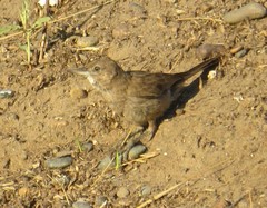 Pseudoseisura gutturalis