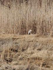 Ardea herodias herodias