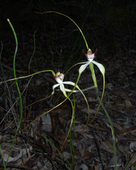 Caladenia longicauda borealis