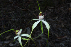 Caladenia longicauda borealis