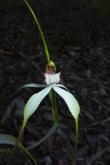 Caladenia longicauda borealis