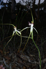 Caladenia longicauda borealis