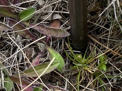 Colobanthus strictus