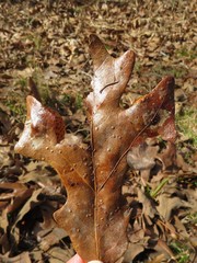 Atrusca quercuscentricola