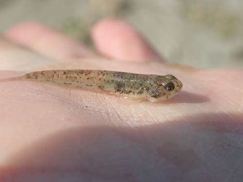 Masago snubnose goby (Pseudogobius masago) — Gobiidae — 2