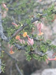 Bougainvillea spinosa