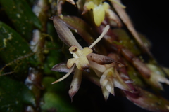 Epidendrum madsenii