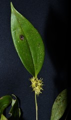 Pleurothallis ruscifolia