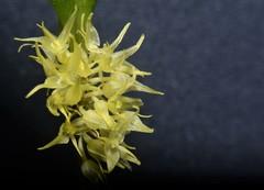 Pleurothallis ruscifolia