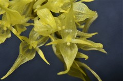 Pleurothallis ruscifolia