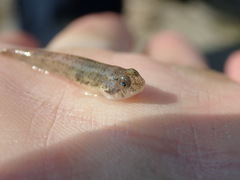 Pseudogobius masago