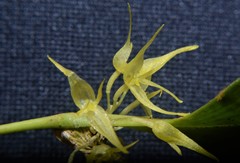 Pleurothallis ruscifolia