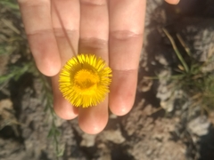Hysterionica jasionoides