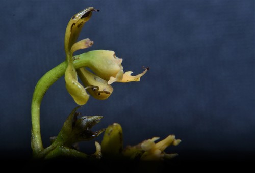 Epidendrum brachyblastum Hágsater & Dodson 2