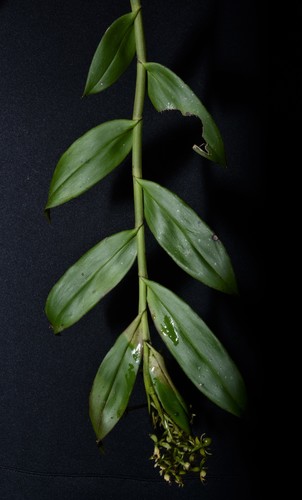 Epidendrum brachyblastum Hágsater & Dodson 3