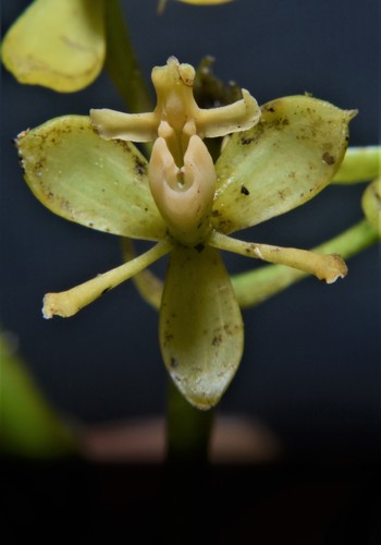 Epidendrum brachyblastum Hágsater & Dodson