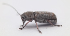 Euciodes suturalis