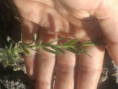 Hysterionica jasionoides
