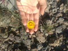 Hysterionica jasionoides