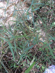 Parsonsia capsularis