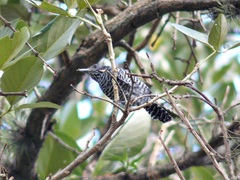 Thamnophilus multistriatus