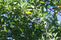 Aegithina viridissima